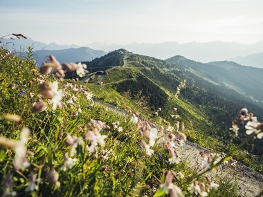 Bergwiesen im SalzburgeLand | © Zell am See-Kaprun Tourismus