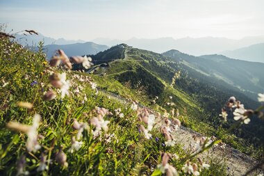 Bergwiesen im SalzburgeLand | © Zell am See-Kaprun Tourismus