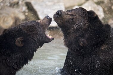 Wildlife & adventure park in SalzburgerLand | © Daniel Schwab